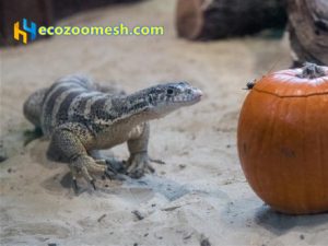 Halloween zoo-mesh (1)