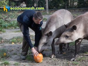 Halloween zoo-mesh (2)