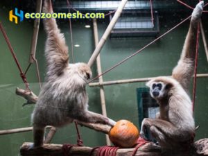 Halloween zoo-mesh(3)