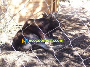 supplier of zoo enclosure mesh project