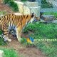 tiger enclosure mesh, tiger fence enclosure, tiger cage enclosure netting