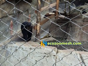 zoo-mesh small animals meshes2