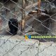 zoo-mesh small animals meshes2