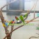 parrot cage netting, parrot cage fence