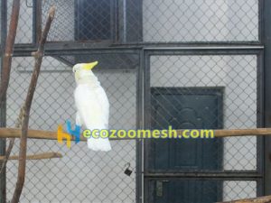 wire rope mesh for parrot cage, parrot fence nets