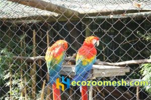 phantom-mesh aviary-mesh Parrot-mesh- (1)