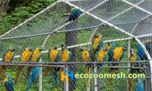 zoo-mesh phantom-mesh aviary-mesh Parrot-mesh- (2)