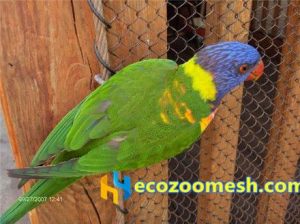 zoo-mesh phantom-mesh aviary-mesh Parrot-mesh- (3)