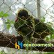 zoo-mesh phantom-mesh aviary-mesh Parrot-mesh- (6)