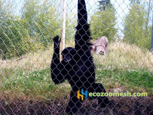Gorillas fence mesh, gibbon enclosure mesh