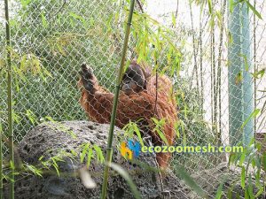 orangutan exhibit barrier mesh