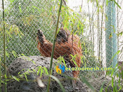 Gorillas Fence Mesh  Zoo Mesh Supplier-Hengyi