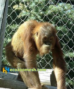 Gorillas fence mesh | zoo mesh