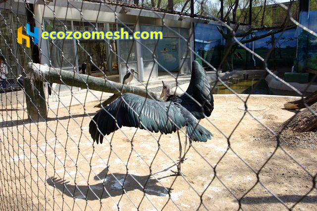 Chicken Wire Mesh – Cheapest Zoo Mesh for Peacock and Other Birds