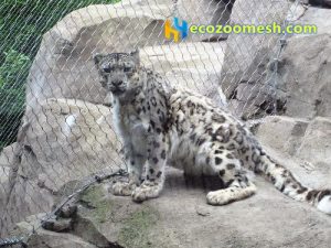 Leopard cage fence (1)