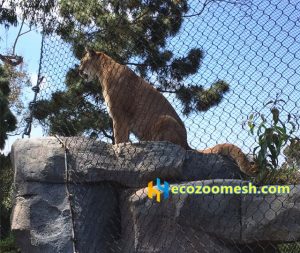 Leopard cage fence, leopard enclosure mesh, leopard protection fencing