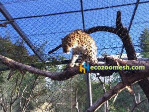Leopard cage fence (16)