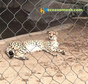 Leopard cage fence (17)