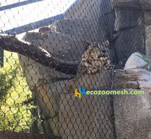 Leopard cage fence (5)