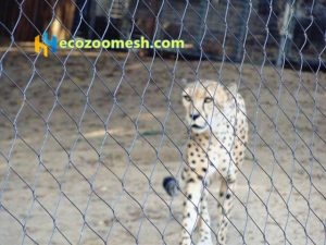 Leopard cage fence (6)