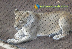 stainless steel lion cage covered mesh