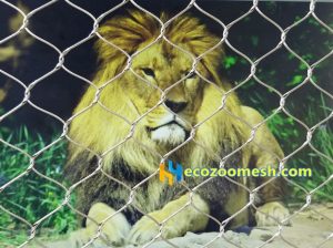 Lion exhibit fence, lion cage enclosure