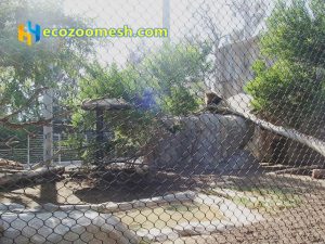 Lion enclosure mesh (5)