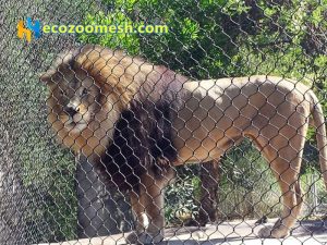 zoo enclosure for lion fence mesh