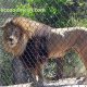zoo enclosure for lion fence mesh