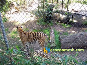 Tiger fences mesh, tiger enclosure fence, tiger fencing, tiger cage fence netting, tiger cage mesh