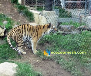 Tiger fences mesh (3)