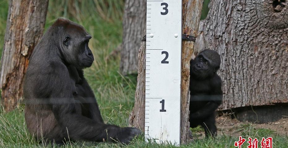 Zoo Annual Checkup4