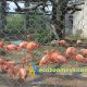 bird aviary mesh, aviary netting, bird cage netting