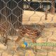 deer cage fence, deer enclosure mesh