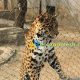 leopard enclosure fence mesh, leopard enclosure nets