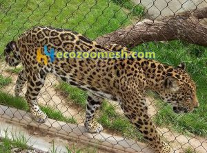 leopard exhibit fence mesh