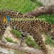 leopard exhibit fence mesh