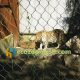 leopard fence, leopard fencing mesh