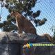 lion cage fence, lion enclosure mesh, lion protection fencing