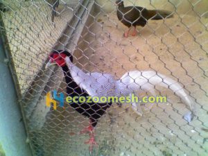 pheasant exhibit fence, pheasant cage netting