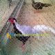 pheasant exhibit fence, pheasant cage netting