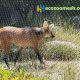 stainless steel wire cable mesh for animal cage protection