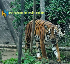 tiger exhibit, tiger enclosure mesh