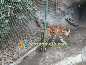wire rope mesh for tiger enclosure