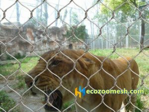 zoo lion fence mesh