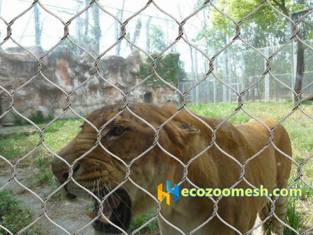 zoo lion fence mesh