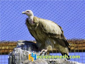 zoo-mesh phantom-mesh aviary-mesh Bald-Eagle-aviary-mesh (1)