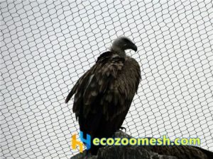 zoo-mesh phantom-mesh aviary-mesh Bald-Eagle-aviary-mesh (2)