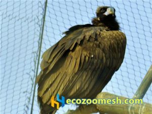 zoo-mesh phantom-mesh aviary-mesh Bald-Eagle-aviary-mesh (6)