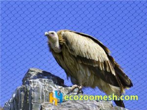 zoo-mesh phantom-mesh aviary-mesh Bald-Eagle-aviary-mesh (8)
